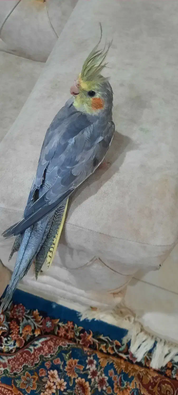 فروش عروس هلندی|پرنده|مسجد سلیمان, |دیوار