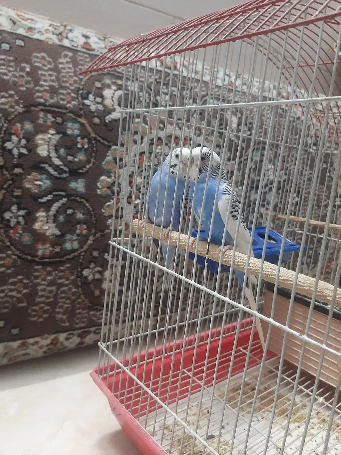 یک جفت مرغ عشق مولد ب همراه جوجشون|پرنده|پاکدشت, حصار امیر|دیوار