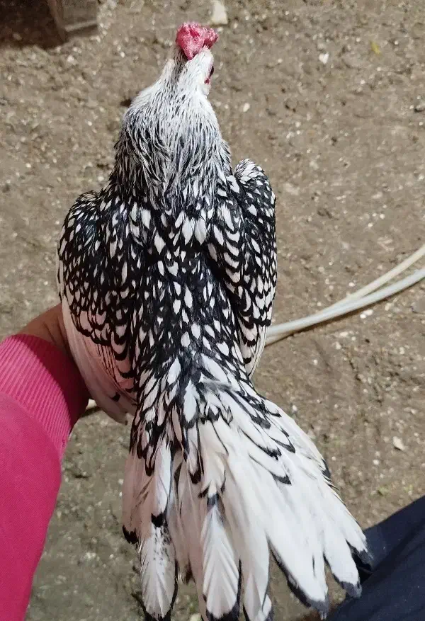 سبرایت|حیوانات مزرعه|اسلامشهر, شهرک مهدیه|دیوار