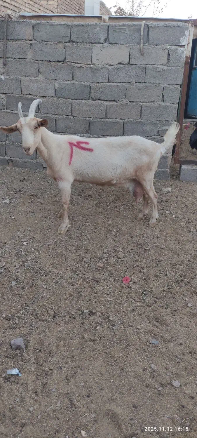 بزتک چین شده سانن|حیوانات مزرعه|درمیان, |دیوار