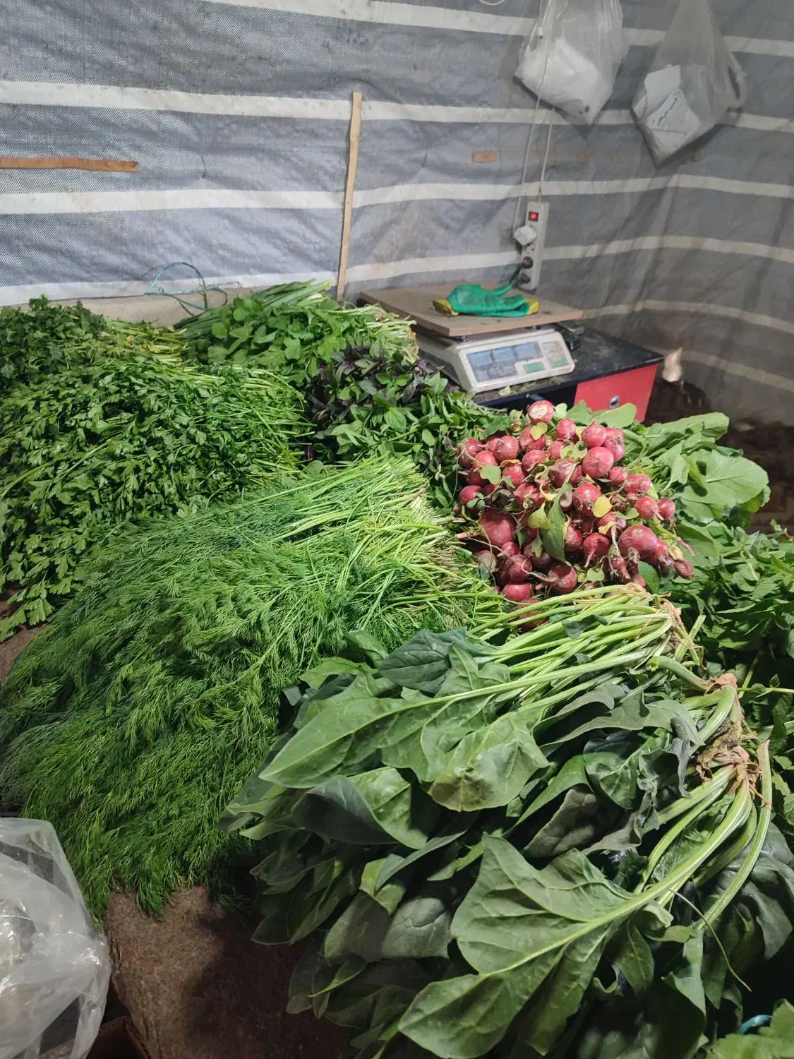 باغ سبزی و صیفی تازه با آب چاه|خوردنی و آشامیدنی|محمدشهر, عباس آباد|دیوار