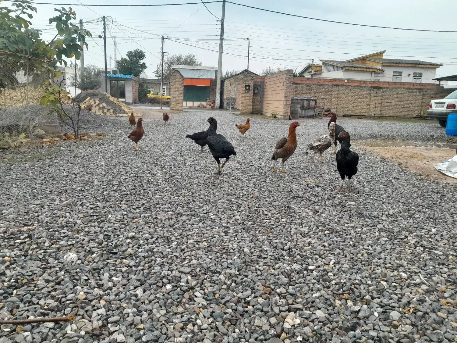 ۴عدد مرغ ویک عدد خروس لاری|پرنده|آق قلا, |دیوار