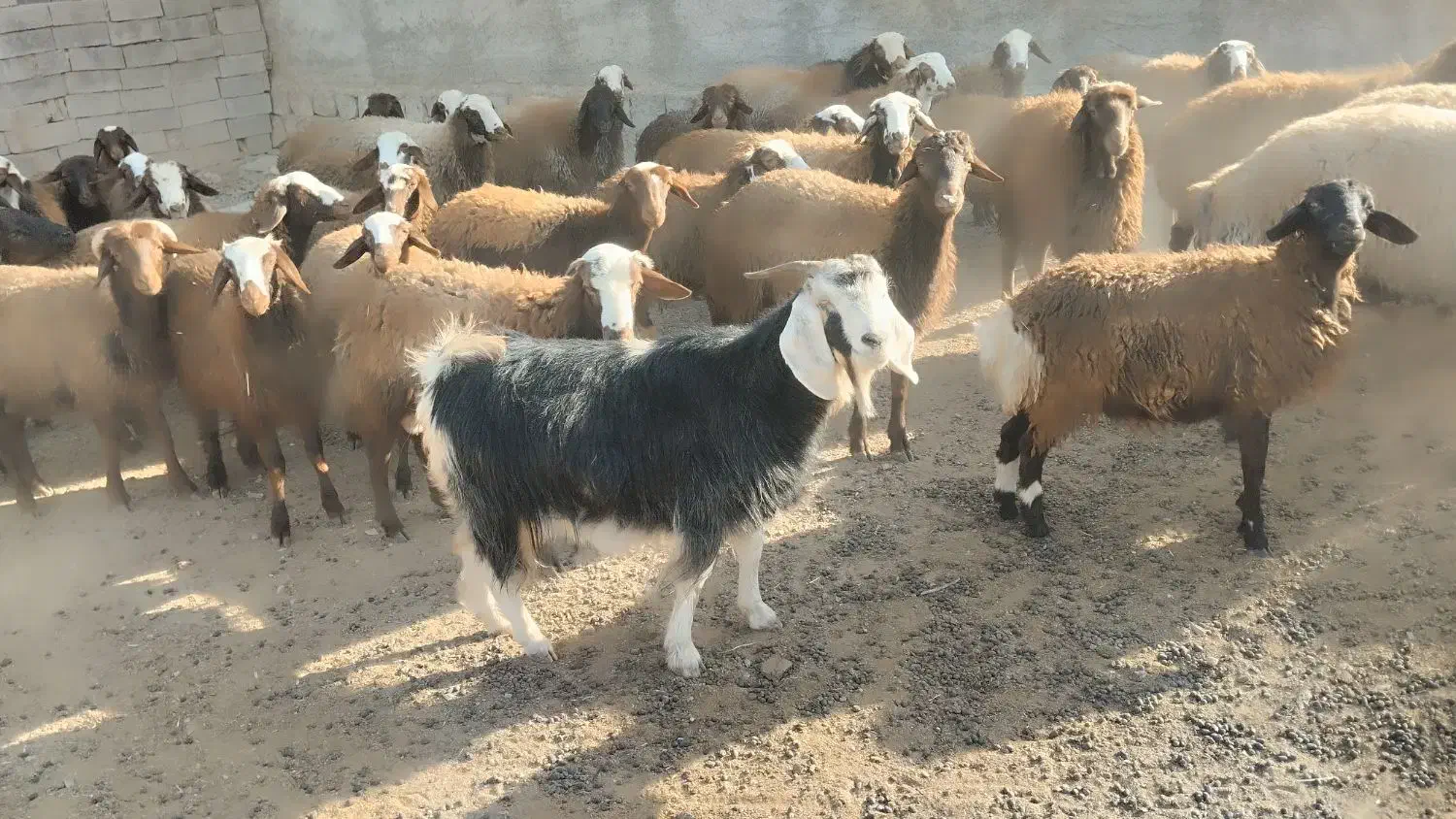 فروش بز|حیوانات مزرعه|شاهیوند, |دیوار