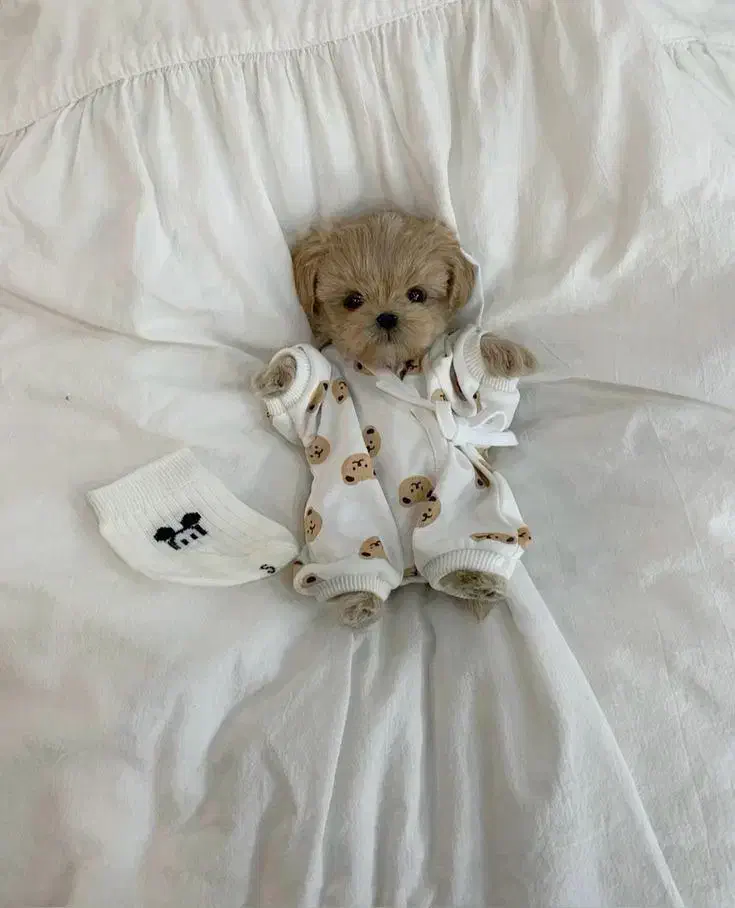 پو پو نژاد ایده آل . توله سگ مالتیپو ۵ م|سگ|تهران, وردآورد|دیوار