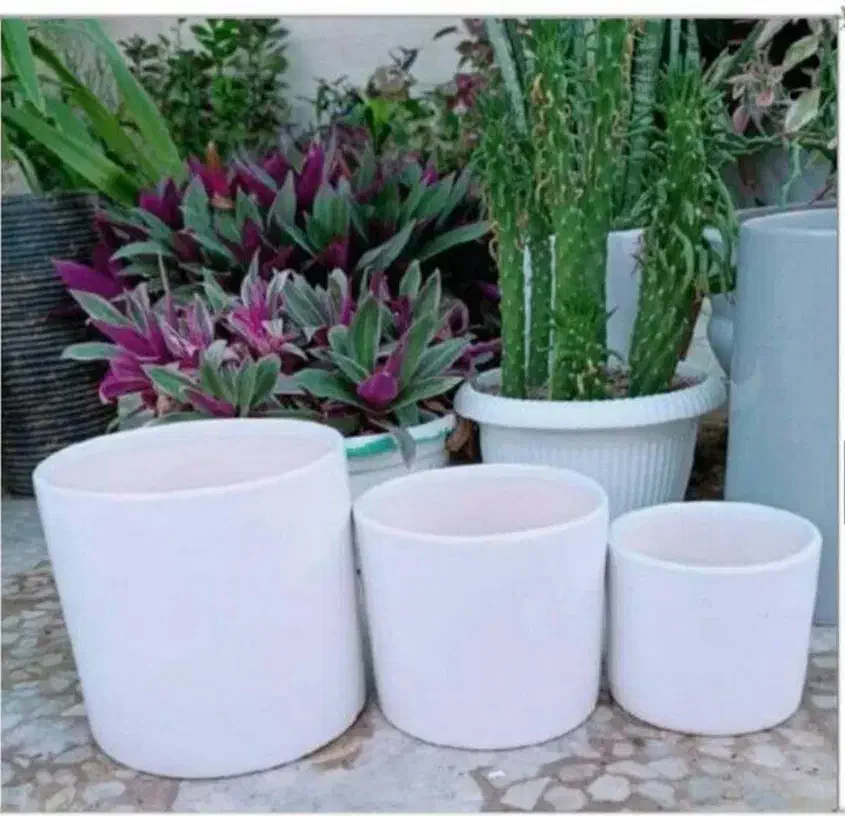 گلدان سفید سرامیکی|گل و گیاه طبیعی|پیشوا, |دیوار