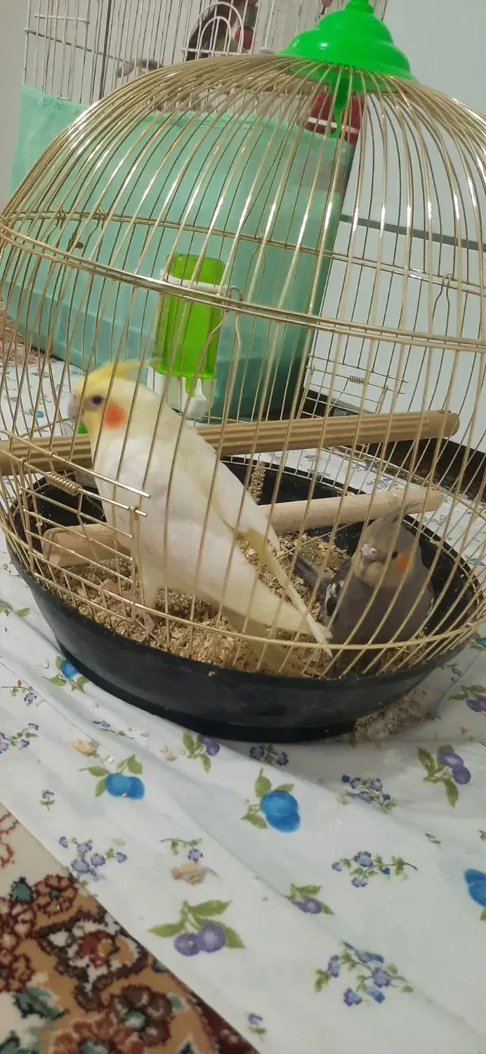 جوجه عروس هلندی|پرنده|اندیشه, اندیشه فاز ۴|دیوار