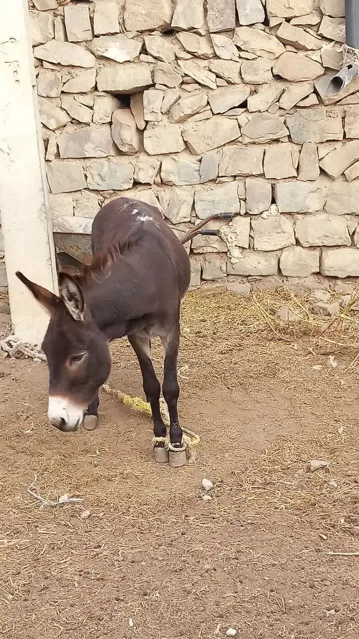 خر جوان|حیوانات مزرعه|گرمی, |دیوار