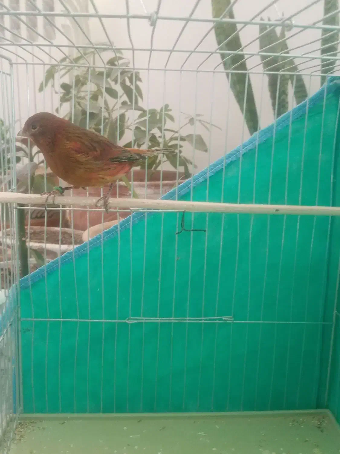 قناری نر|پرنده|رفسنجان, |دیوار