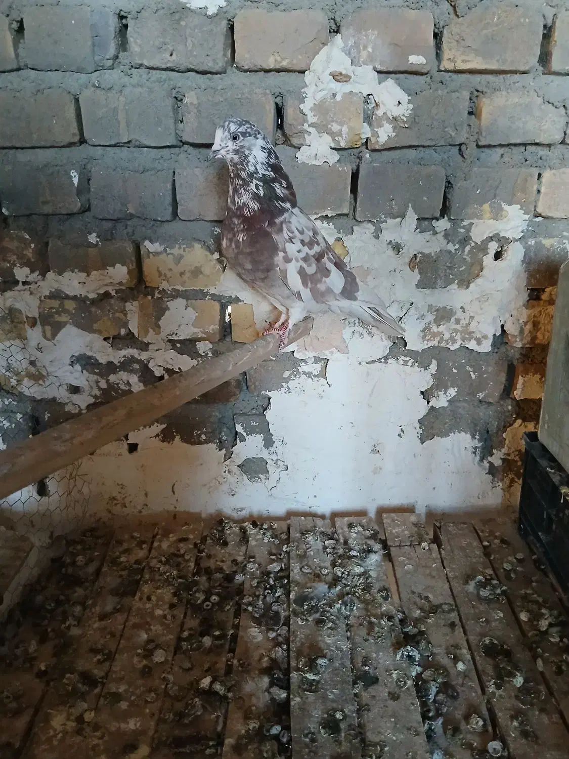 کفتر نر ۵ ساعته|پرنده|اردکان, |دیوار