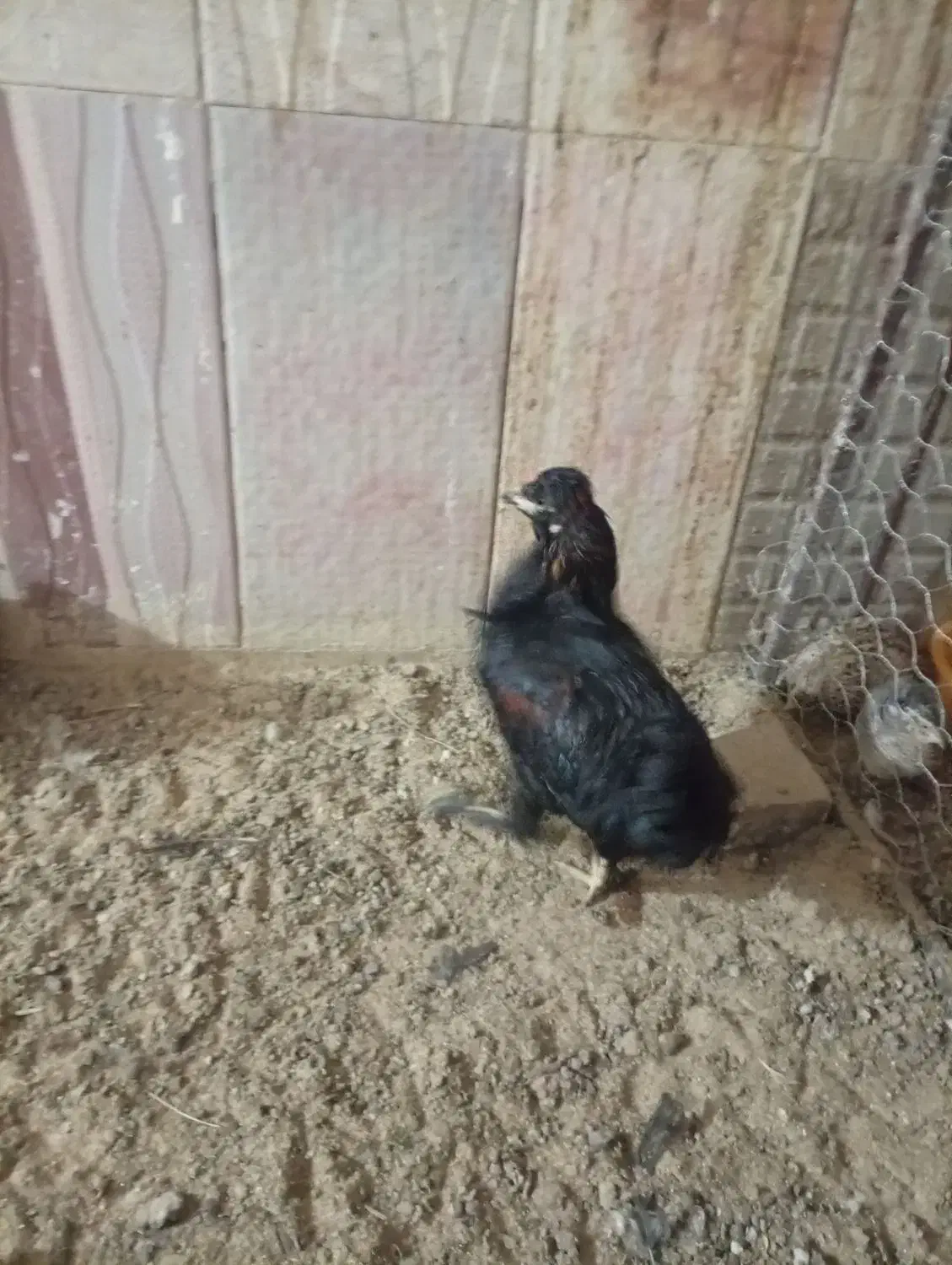 مرغ خروس|حیوانات مزرعه|اشکذر, |دیوار