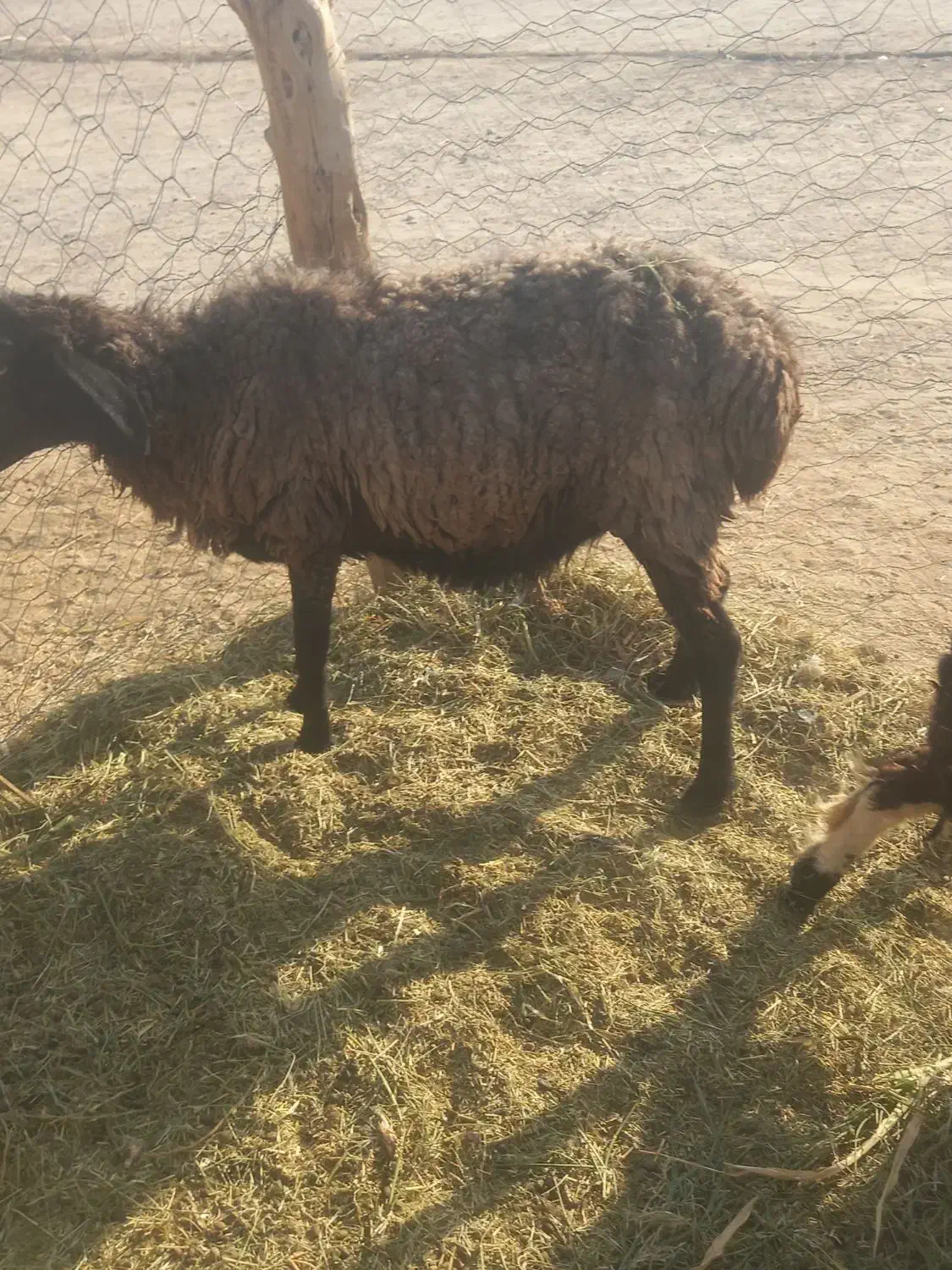 ۲ تا گوسفند چاق و چله|حیوانات مزرعه|ریگ ملک, |دیوار