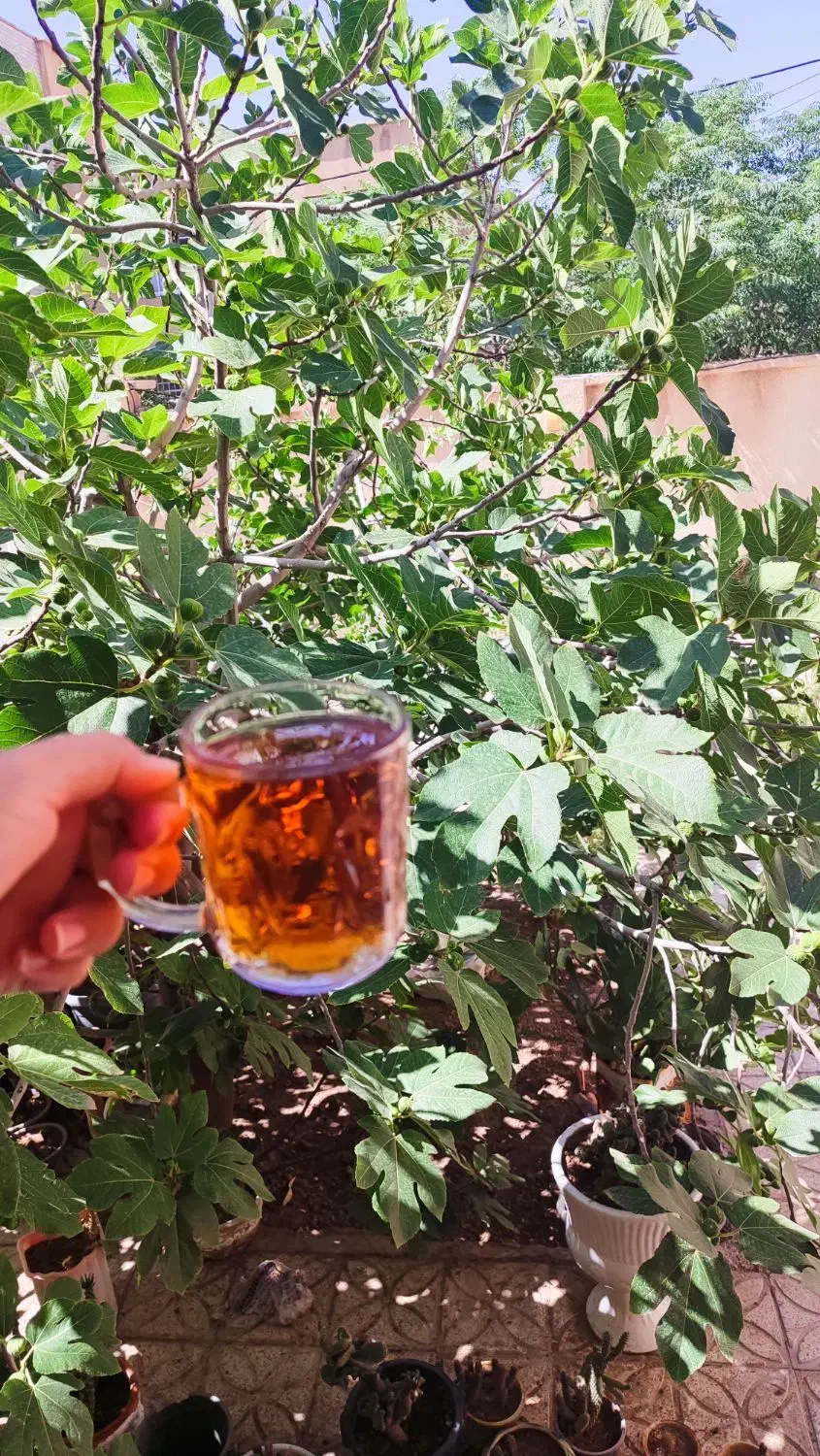 باغ باغ انار انگور گردو گلابی وزمین براپسته کاری|فروش دفتر صنعتی، کشاورزی، تجاری|ساوه, |دیوار