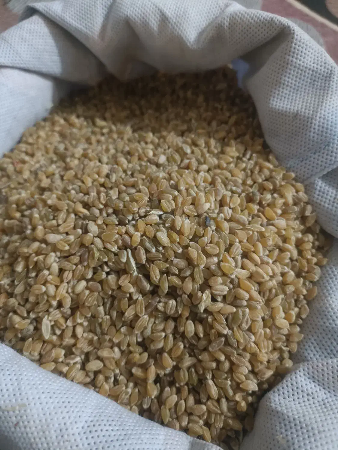 سبزک،تهلان(دلگ)جوشانده|خدمات باغبانی و درختکاری|سراوان, |دیوار