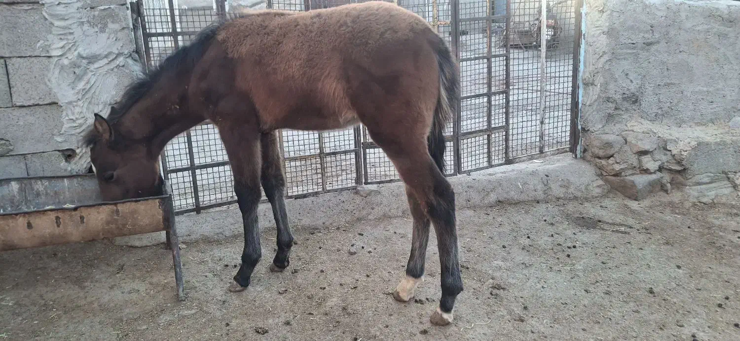 کره|اسب و تجهیزات اسب‌سواری|قوچان, |دیوار