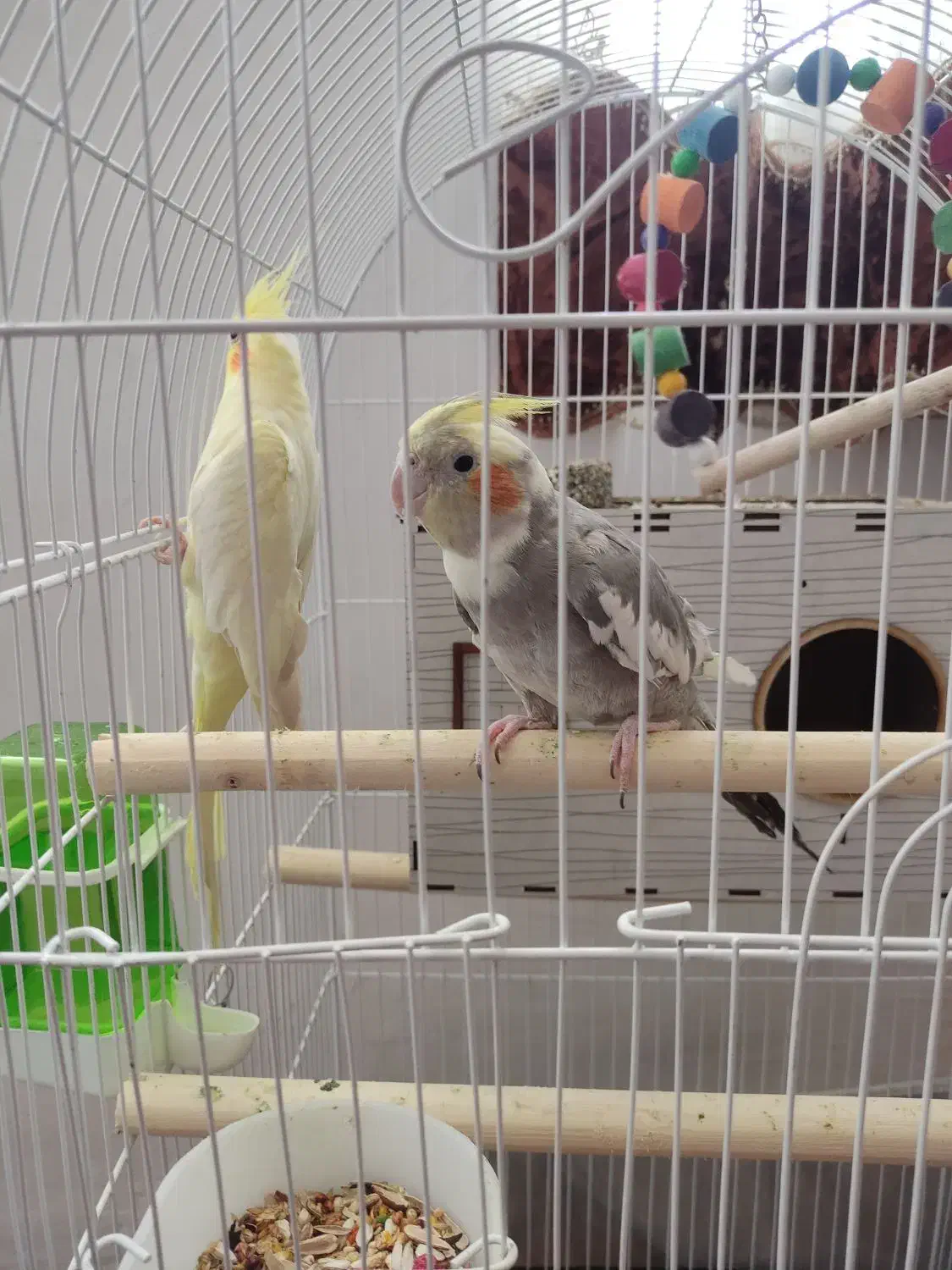 فروش پرنده.|پرنده|زاویه, |دیوار