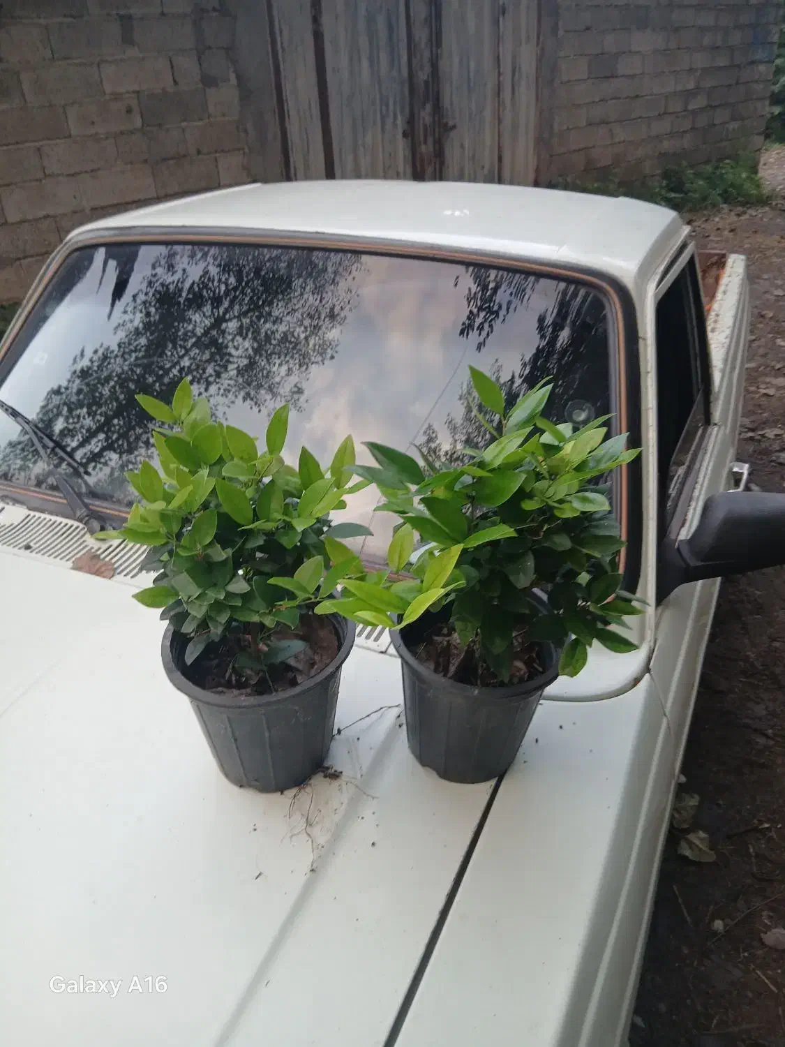 یاس هلندی سطل ۴ هرس شده لوکس|گل و گیاه طبیعی|رحیم‌آباد, |دیوار