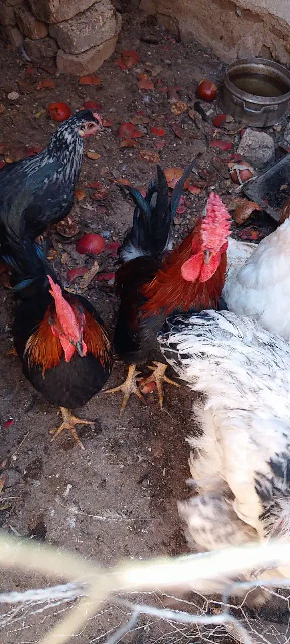 خروس بومی گلین یک ساله|حیوانات مزرعه|باغ بهادران, |دیوار