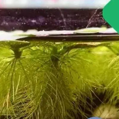 گیاه روآبی و حلزون سیب(سالن پرورش) با قیمت منصفانه|ماهی|تبریز, |دیوار