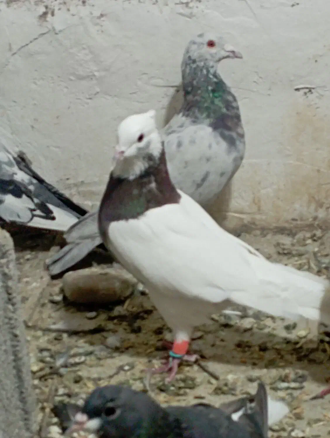 کفتر  طوقی اناری نر|پرنده|سیاخ دارنگون, |دیوار