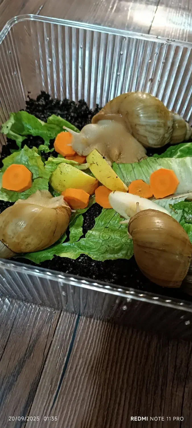 حلزون آچاتینا|خزنده|ری, ظهیرآباد|دیوار