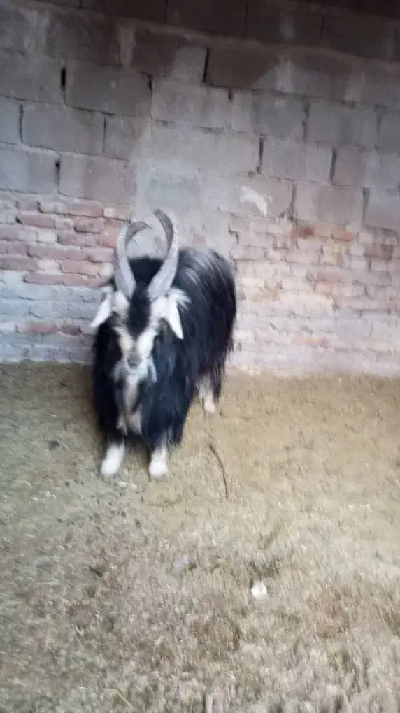 فروش گوسفند|حیوانات مزرعه|کردیان, |دیوار