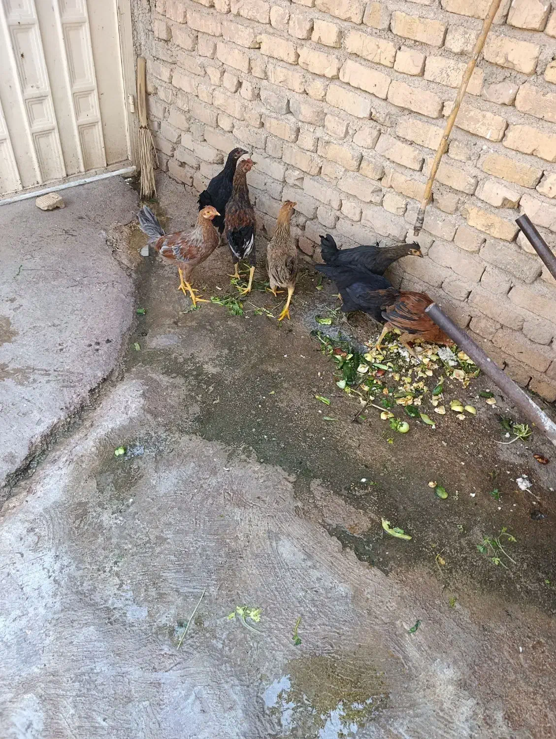 مرغ و خروس فروشی|حیوانات مزرعه|شیراز, میانرود|دیوار