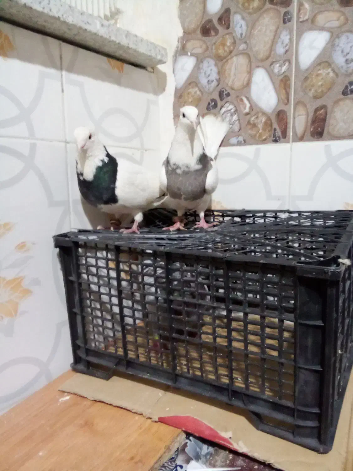 طوقی|پرنده|سرخس, |دیوار