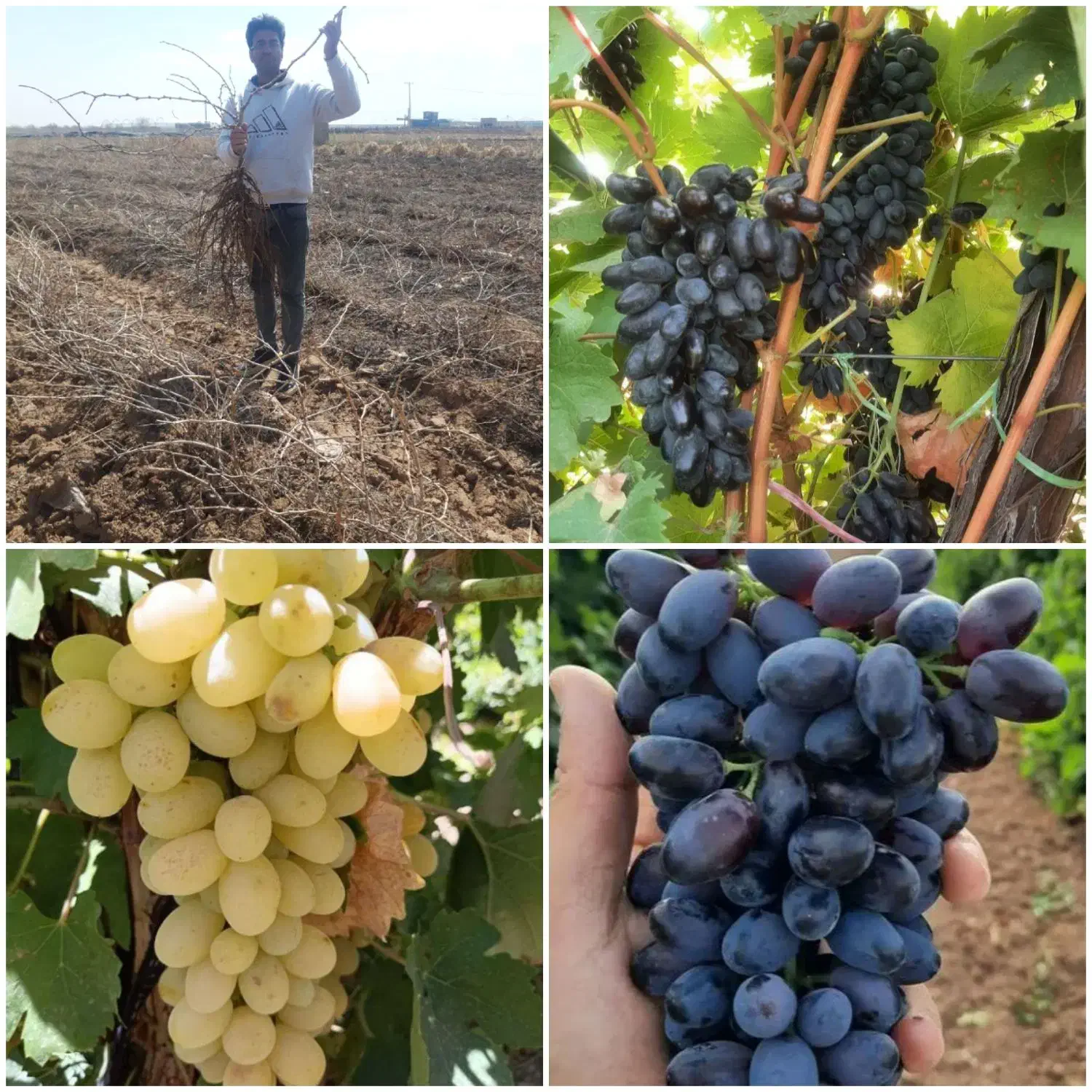 فروش نهال ریشه دار انگور تضمینی|حراج|تاکستان, |دیوار