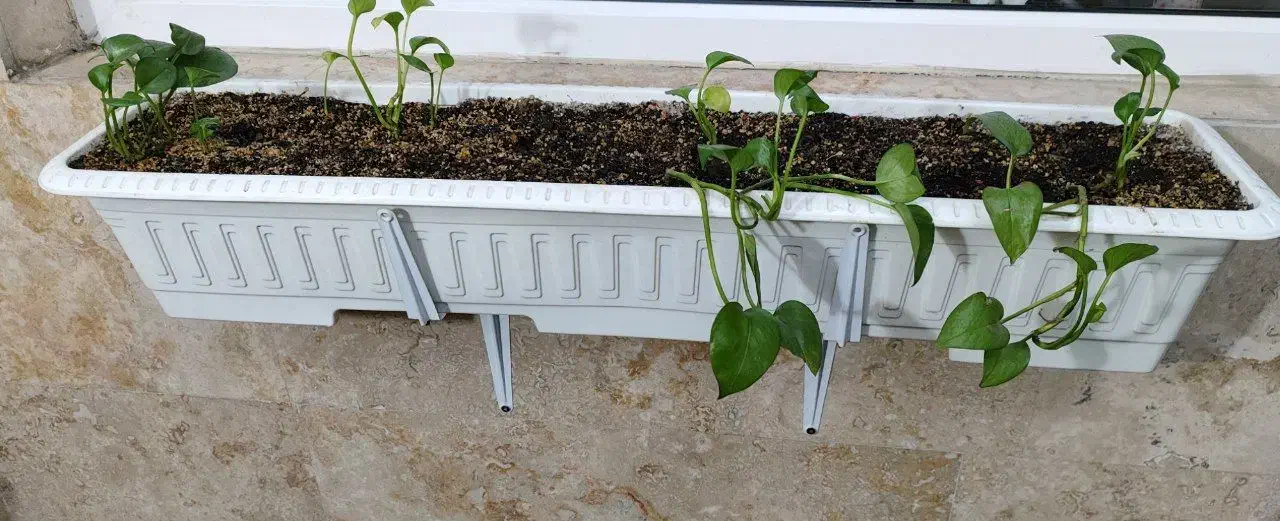 گلدان|گل و گیاه طبیعی|تهران, ستارخان|دیوار