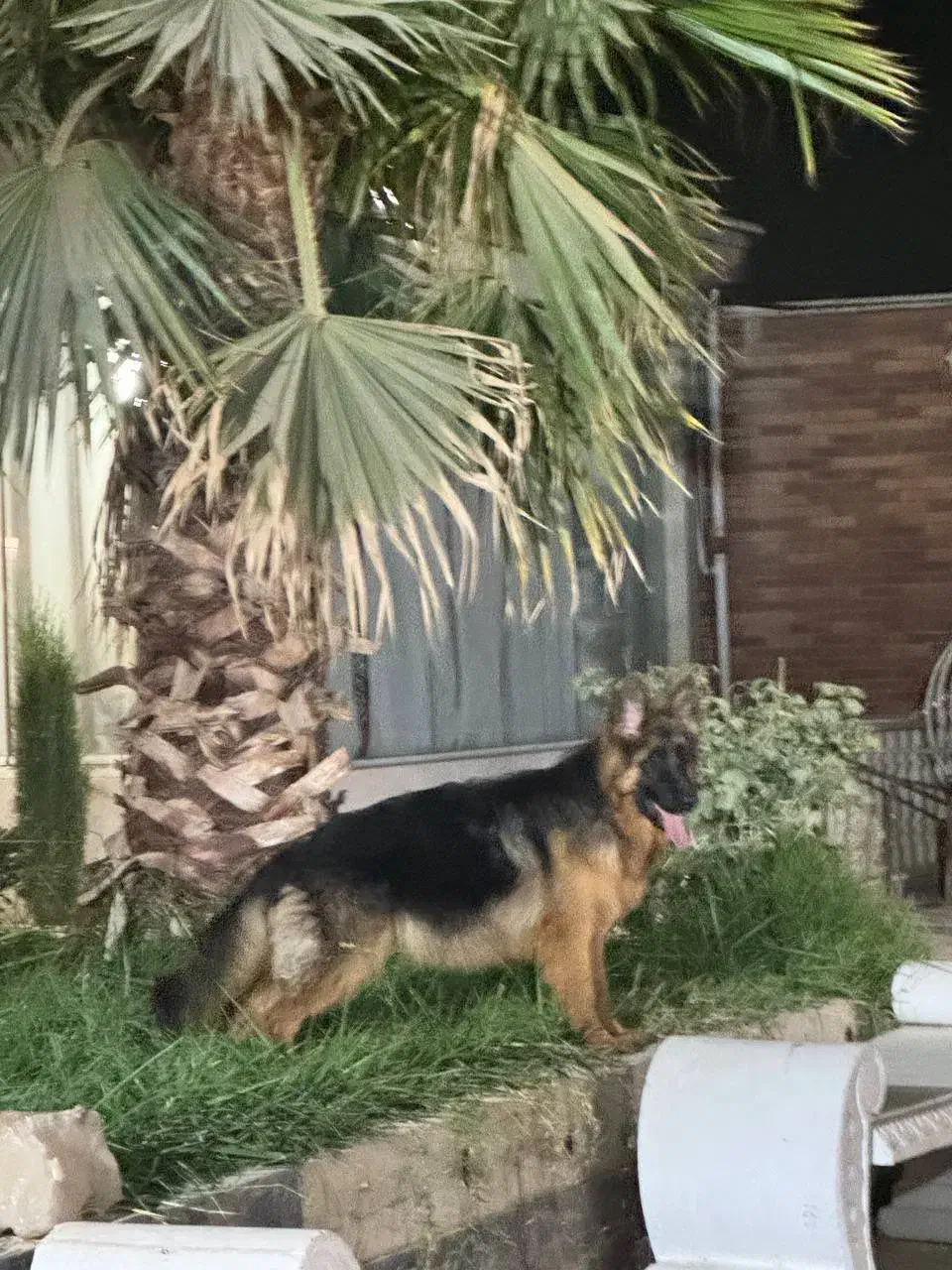 سگ ژرمن شپرد|سگ|هشتگرد, تهران دشت|دیوار