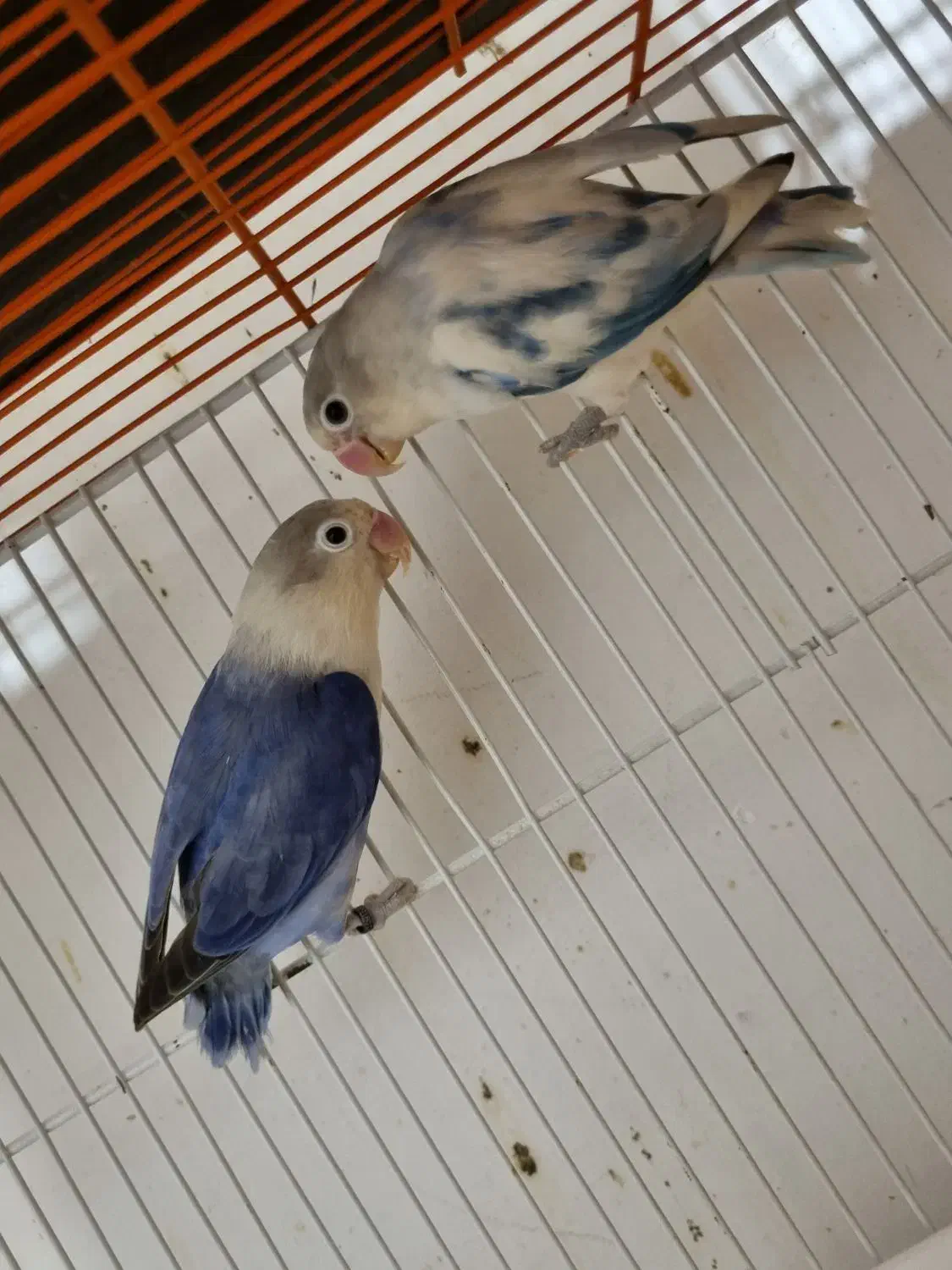 طوطی برزیلی مولد|پرنده|آمل, |دیوار