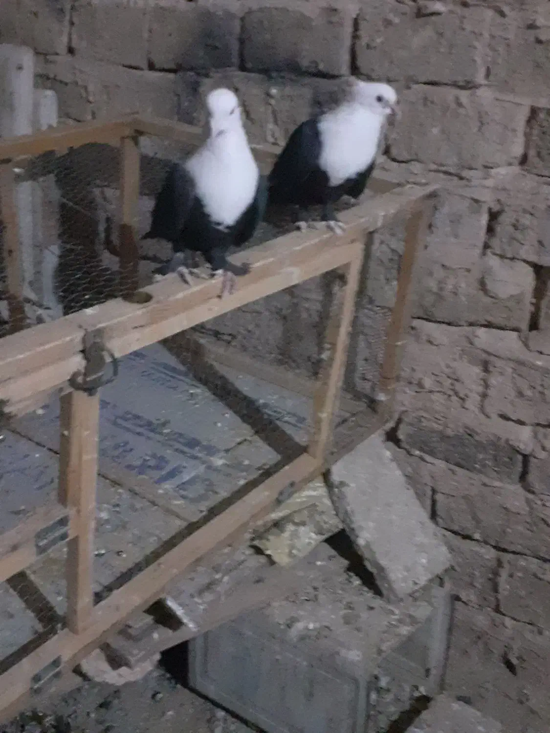 کبوترجفتی|پرنده|سبزوار, قصبه شرقی|دیوار