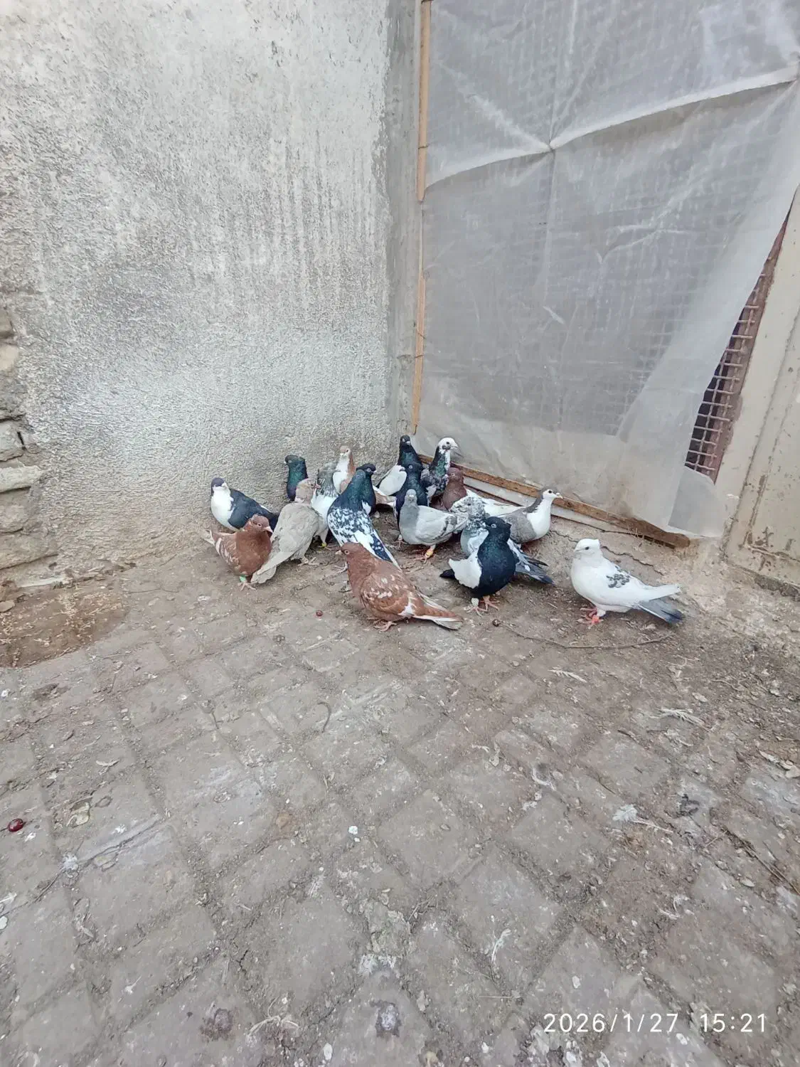 ۲۰کفتر رنگه به قیمت مفت|پرنده|تربت جام, پاسداران|دیوار