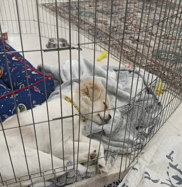 فروش فوری سگ پیکینز|سگ|تهران, مینای شمالی (مخبر)|دیوار