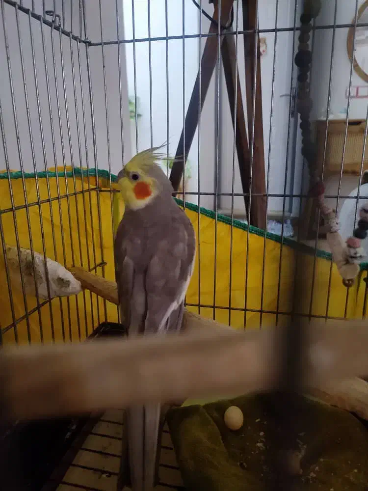 عروس هلندی نر و ماده سخنگو تخم گذار|پرنده|چالوس, |دیوار