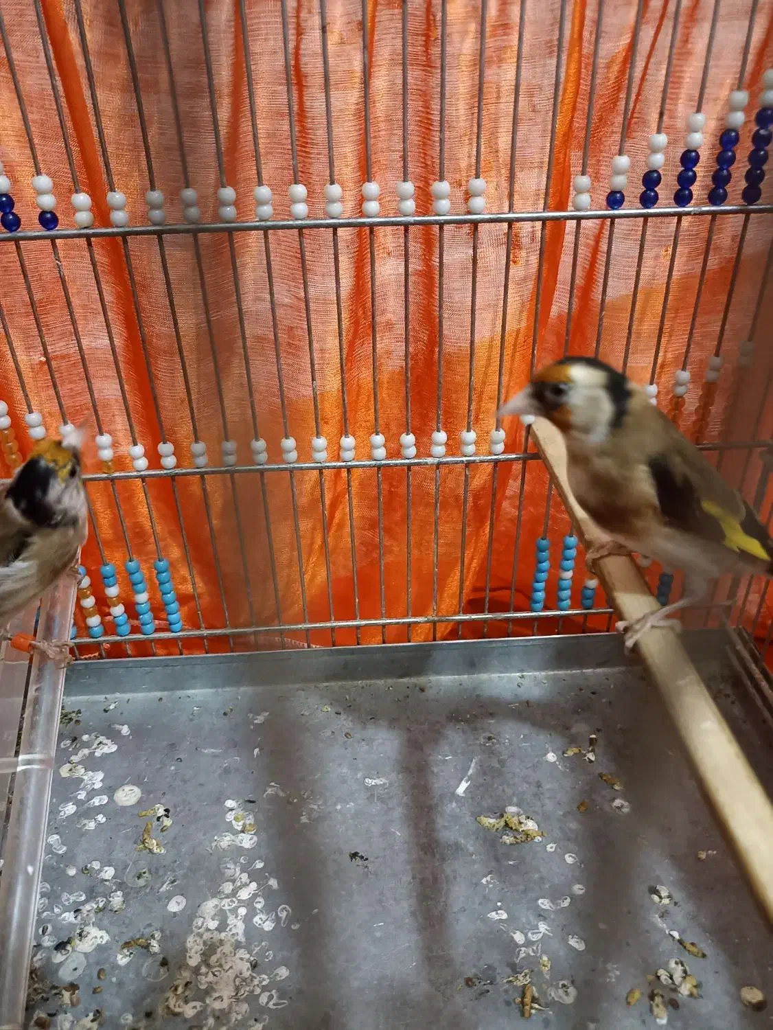 سهره|پرنده|مریوان, |دیوار