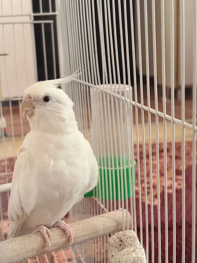 عروس هلندی آلبینو نر|پرنده|رباط‌کریم, مسکن مهر آبشناسان|دیوار