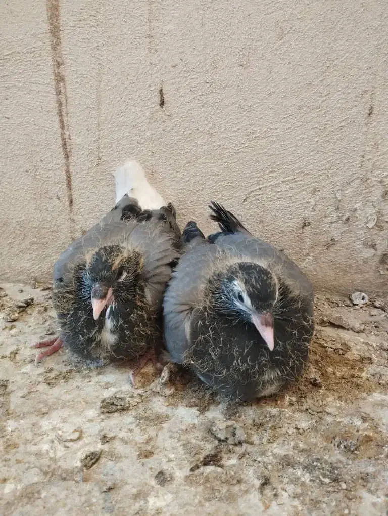 دمگیر جوجه خرقه|پرنده|اصفهان, جویباره|دیوار