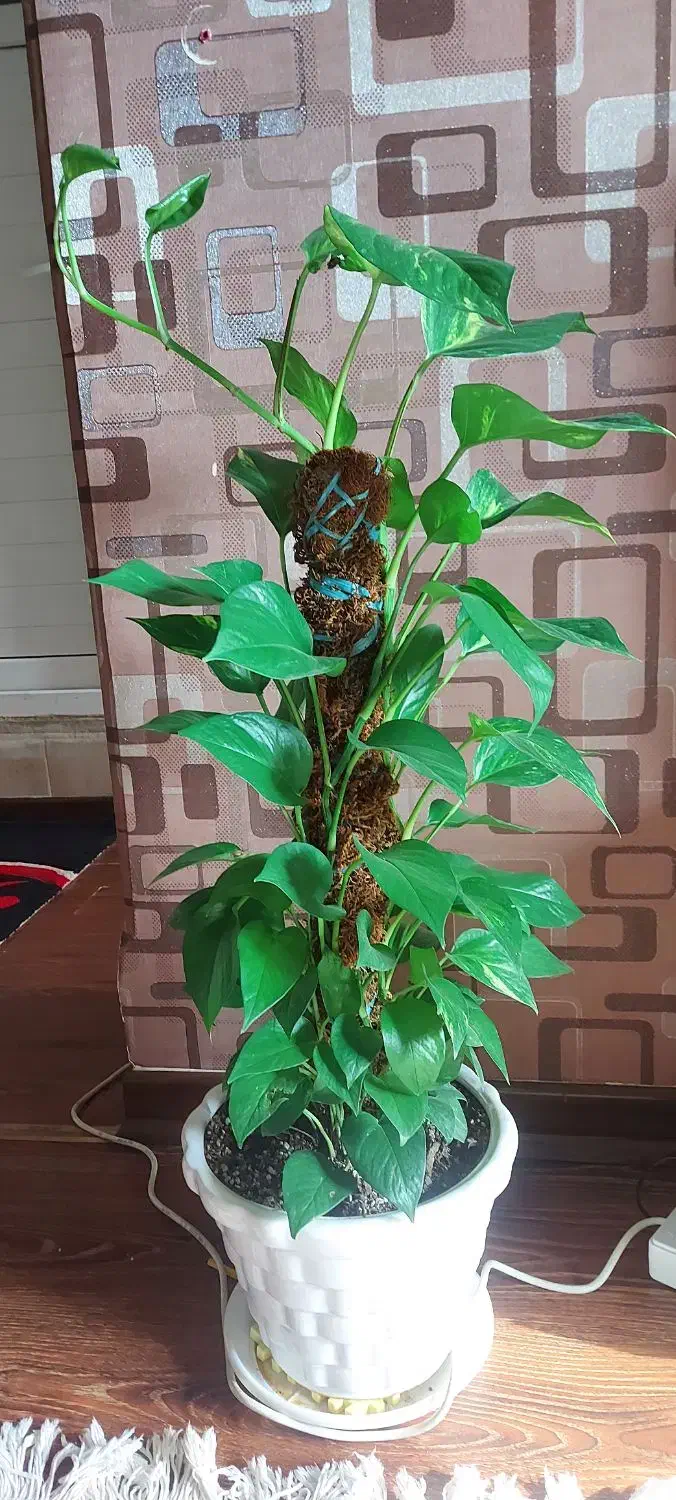 رشد انفجاری پتوس|گل و گیاه طبیعی|اهواز, گلستان|دیوار