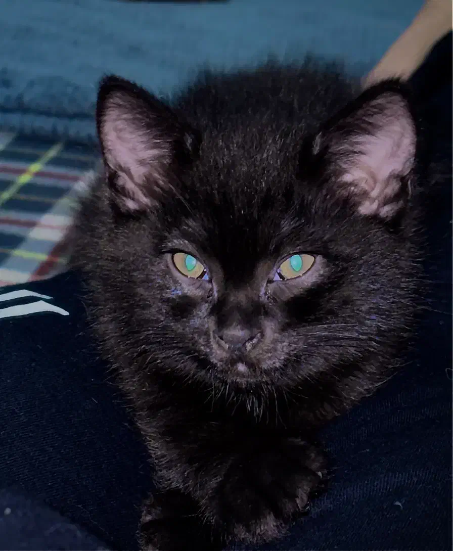 واگذاری|گربه|گرگان, |دیوار