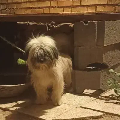 واگذاری سگ|سگ|فلارد, |دیوار