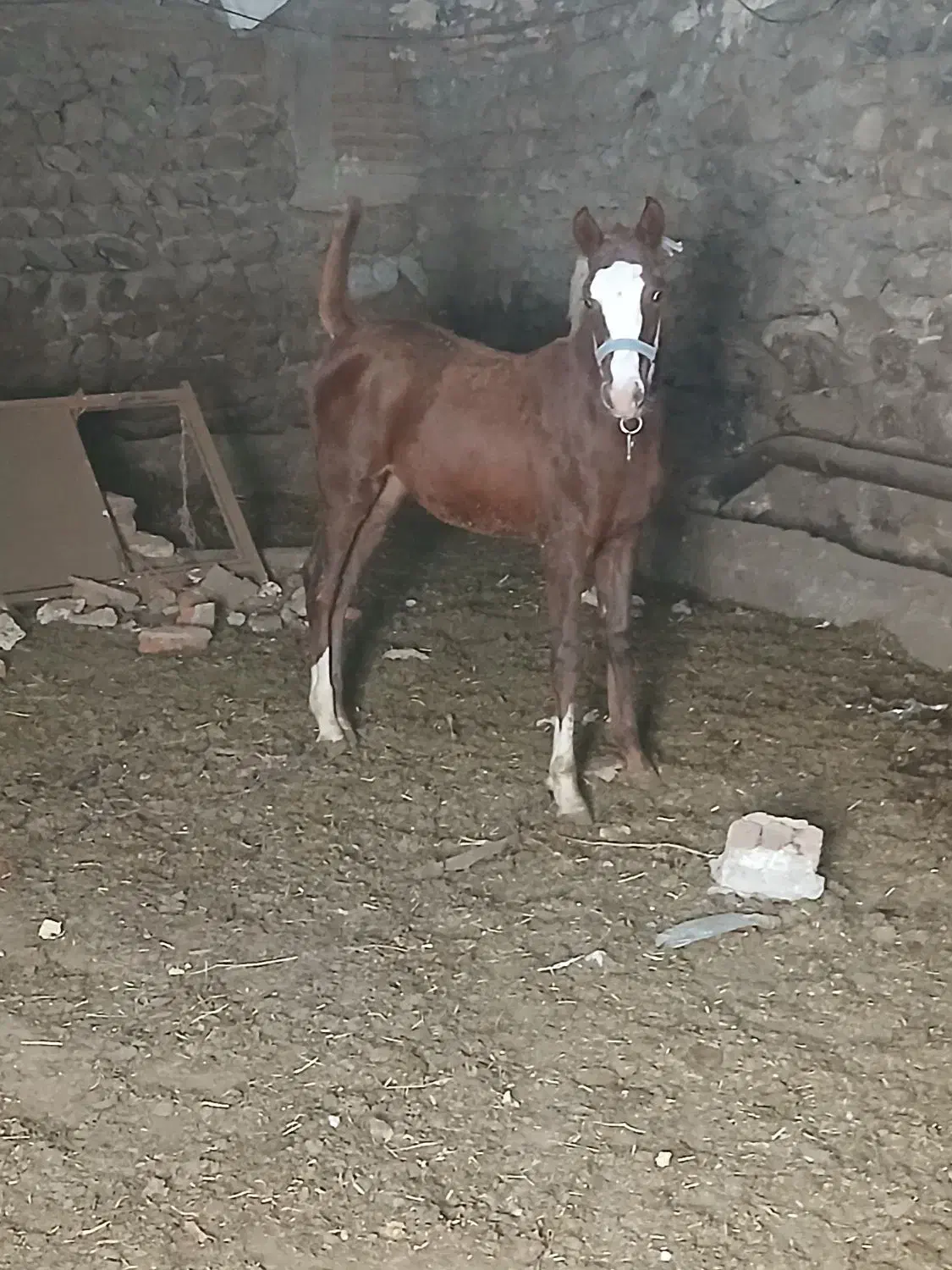 کره نر شش ماهه|اسب و تجهیزات اسب‌سواری|سرعین, |دیوار