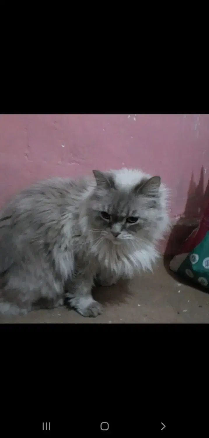 گربه ماده اماده جفت|گربه|مشهد, گاز|دیوار