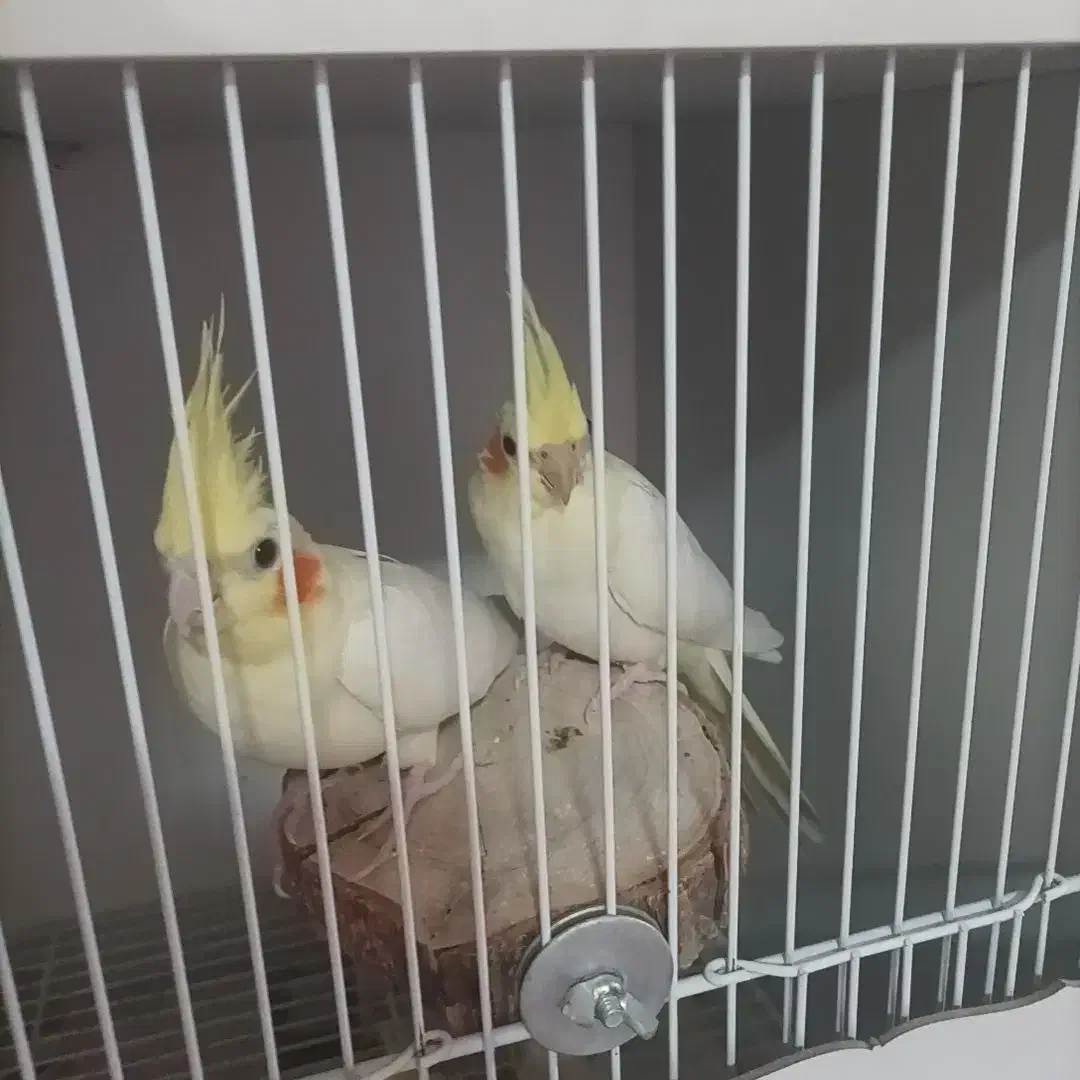 عروس هلندی قیمت مناسب|پرنده|فومن, |دیوار