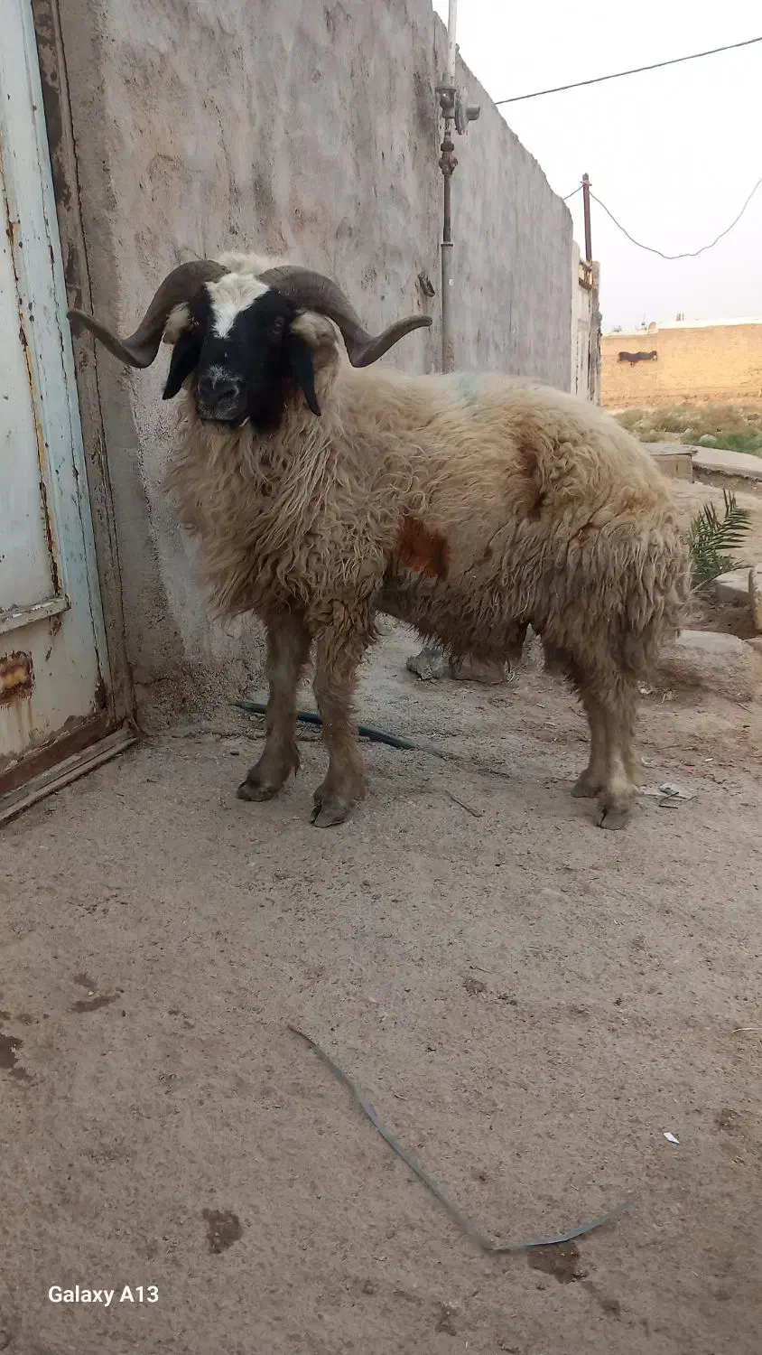 قوچی یا خروف یا گوسفند بره|حیوانات مزرعه|کارون, |دیوار