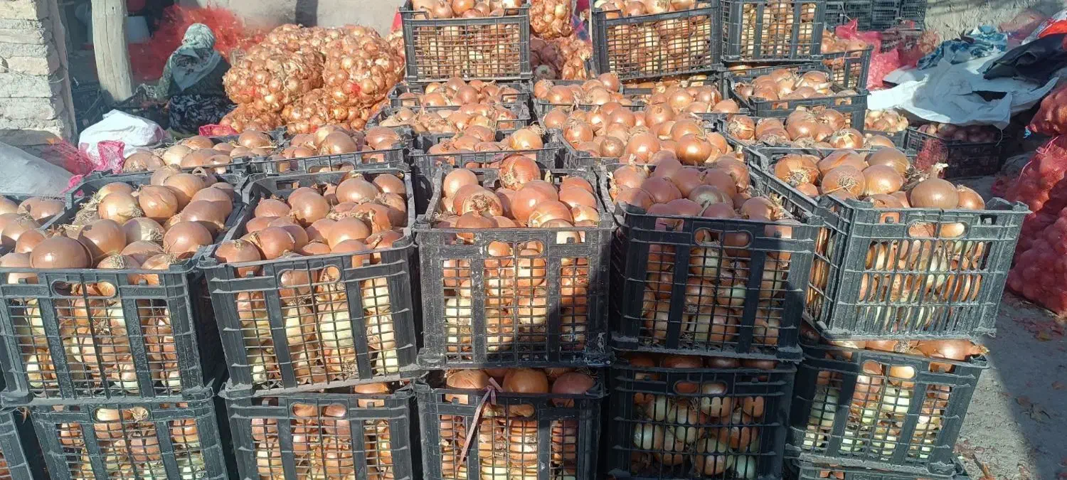 پیاز سبدی مرتب|خوردنی و آشامیدنی|شیروان (خراسان), |دیوار