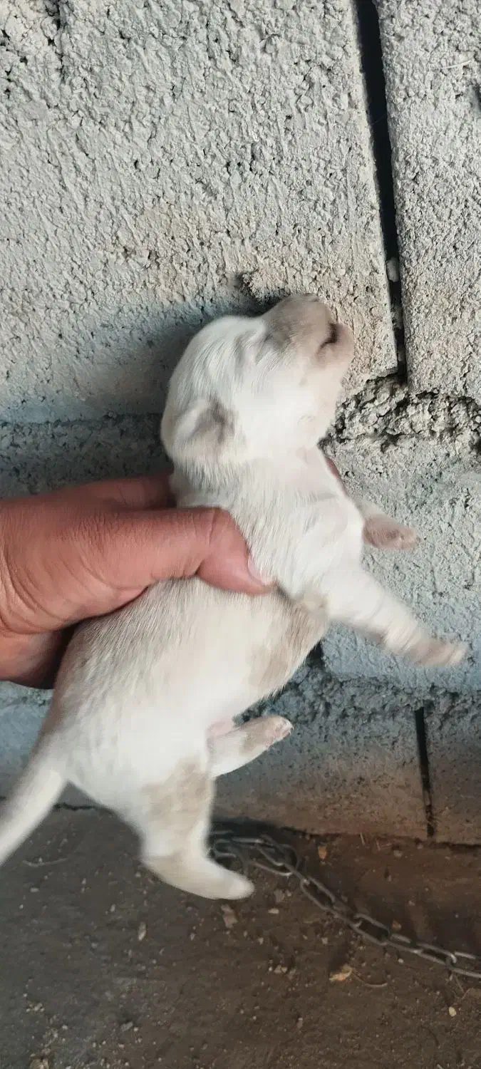 توله سگ پاکوتاه|سگ|کرمانشاه, |دیوار