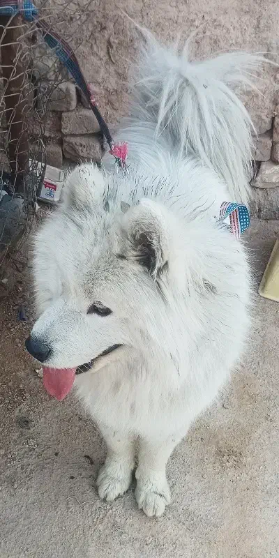 سگ سامویید|سگ|باقرشهر, |دیوار