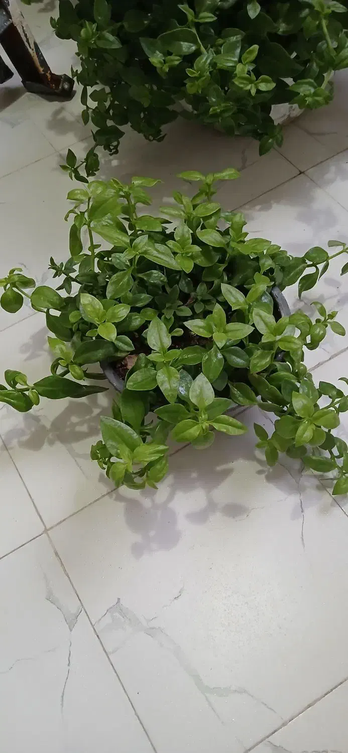 گل یخ|گل و گیاه طبیعی|مشهد, طبرسی شمالی|دیوار