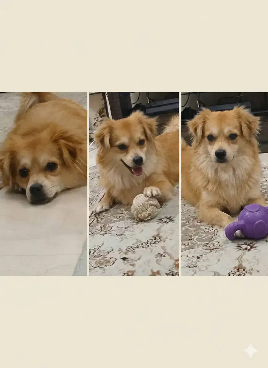 گمشده . مژدگانی ویژه|حیوانات|تهران, مینی‌سیتی (شهرک نفت)|دیوار